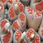 seed ngryise karasmontana Top Red 100pcs 15usd