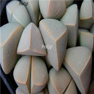 seed ngryise Lapidaria margaretae 100pcs 18usd
