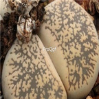 seed ngryise lesliei  burchellii 100pcs 18usd