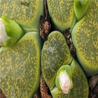 seed ngryise lesliei Albinica 100pcs 15usd