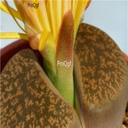 seed ngryise lesliei C026 100pcs 15usd