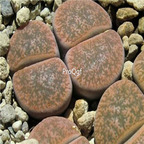 seed ngryise 100pcs 18usd lesliei minor C006