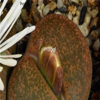 seed ngrysie lesliei v Albiflora C005A 100pcs 18usd