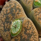 seed ngryise lesliei v hornii C364 100pcs 15usd