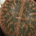 seed ngryise lesliei v minor Witblom C006A 100pcs 15usd