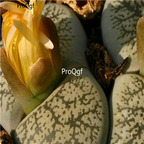 seed ngryise 100pcs 18usd lesliei v venteri C001