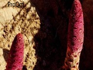 15usd ngryise 2000pcs Cynomorium songaricum seed