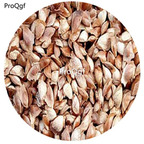 19usd ngryise 500pcs Larix gmelinii kuzen tree seed