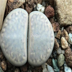 seed ngryise Lithops amicorum C410 100pcs 15usd