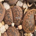 seed ngryise Lithops aucampiae Manyading 50pcs 15usd