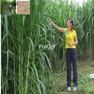 19usd 6000pcs Pennisetum Purpureum Sugarcane seed