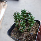 15Usd Ngryise 3Pcs A Set Plant Sedum furfaceum