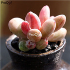 15Usd Ngryise 3Pcs A Set Plant echeveria red finger