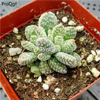15Usd Ngryise 3Pcs A Set Plant  Crassula ausensis subsp. titanopsis