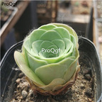 15Usd Ngryise 3Pcs A Set Plant Greenovia gairuimie