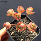 15Usd Ngryise 3Pcs A Set Plant Greenovia olive ball rose
