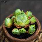 15Usd Ngryise 3Pcs A Set Plant Greenovia shandimeigui