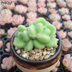 15Usd Ngryise 3Pcs A Set Plant Sedum hintonii