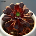 15Usd Ngryise 3Pcs A Set Plant Aeonium arboreum Zwartkop
