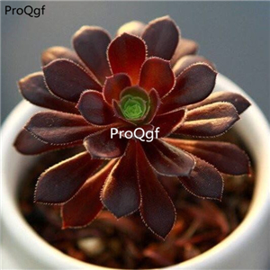 15Usd Ngryise 3Pcs A Set Plant Aeonium arboreum Zwartkop