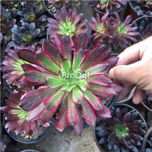 15Usd Ngryise 3Pcs A Set Plant fashi fulunjin Aeonium Mardi Gras
