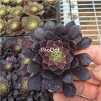 15Usd Ngryise 3Pcs A Set Plant tonghufashi Aeonium
