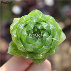 15Usd Ngryise 3Pcs A Set Plant Haworthia cooperi var. picturata