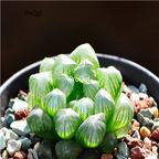 15Usd Ngryise 3Pcs A Set Plant Haworthia cooperi var. truncata