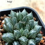 15Usd Ngryise 3Pcs A Set Plant Haworthia hybrid Mirrorball