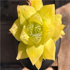 15Usd Ngryise 3Pcs A Set Plant Haworthia huangjin yulu