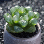 15Usd Ngryise 3Pcs A Set Plant Haworthia cooperi var. dielsiana
