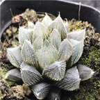 15Usd Ngryise 3Pcs A Set Plant Haworthia cooperi var. venusta
