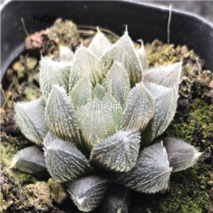 15Usd Ngryise 3Pcs A Set Plant Haworthia cooperi var. venusta
