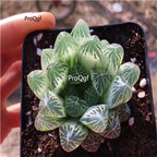 15Usd Ngryise 3Pcs A Set Plant white potted Haworthia