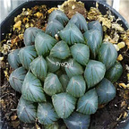 15Usd Ngryise 3Pcs A Set Plant heiji black Haworthia