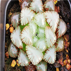 15Usd Ngryise 3Pcs A Set Plant bingdeng ice Haworthia