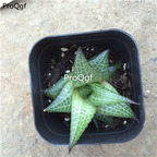 15Usd Ngryise 3Pcs A Set Plant dragon longling Haworthia