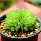 15Usd Ngryise 3Pcs A Set Plant chanyiyulu Haworthia cymbiformis var.transiens