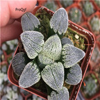 15Usd Ngryise 3Pcs A Set Plant xuemo Haworthia