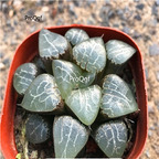 15Usd Ngryise 3Pcs A Set Plant yueyingshou Haworthia