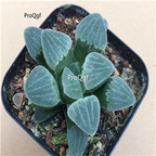 15Usd Ngryise 3Pcs A Set Plant Haworthia pygmaea var.pygmaea