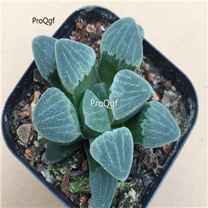 15Usd Ngryise 3Pcs A Set Plant Haworthia pygmaea var.pygmaea