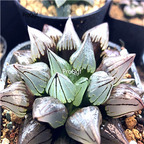 15Usd Ngryise 2Pcs A Set Plant Haworthia magnifica atrofusca