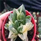 15Usd Ngryise 2Pcs A Set Plant baocao Haworthia cymbiformis