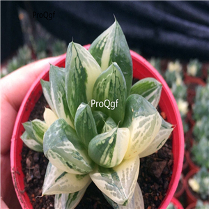 15Usd Ngryise 2Pcs A Set Plant baocao Haworthia cymbiformis
