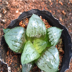 15Usd Ngryise 3Pcs A Set Plant ahanhu Haworthia