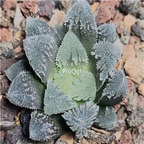 15Usd Ngryise 3Pcs A Set Plant baidicheng Haworthia