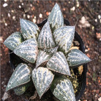15Usd Ngryise 3Pcs A Set Plant xuejingse Haworthia