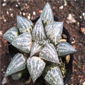 15Usd Ngryise 3Pcs A Set Plant xuejingse Haworthia