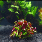 Ngryise 10pcs plant aquarium hongbo